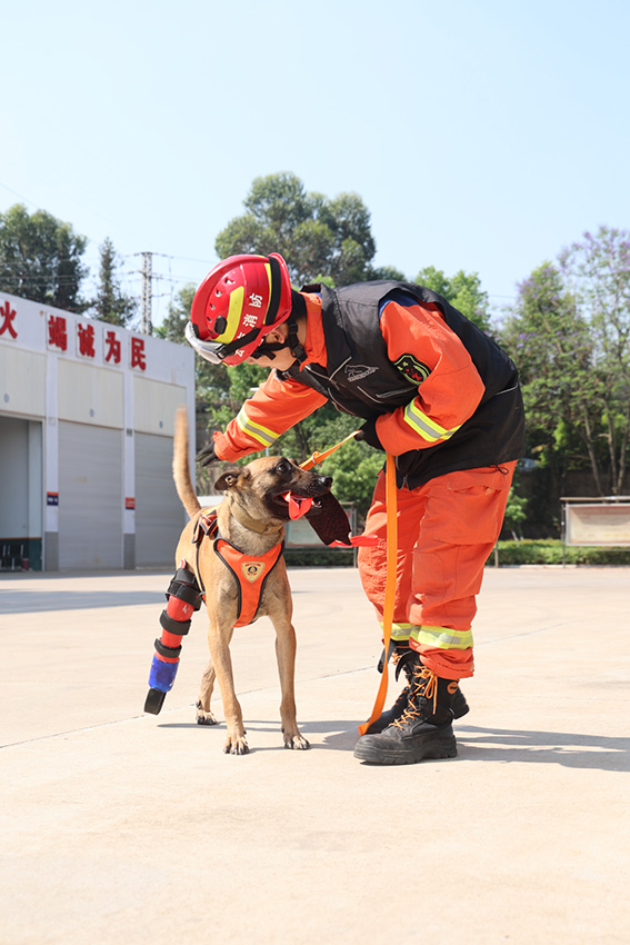 装上假肢的“昆兰”可以参与日常训练了。 玉溪市消防救援支队供图