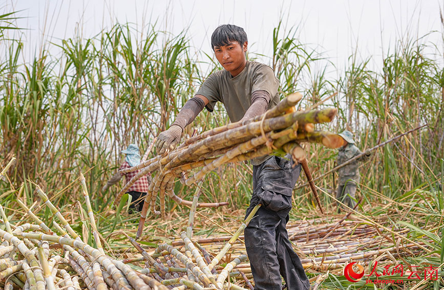 蔗农正在搬运甘蔗。人民网记者 虎遵会摄