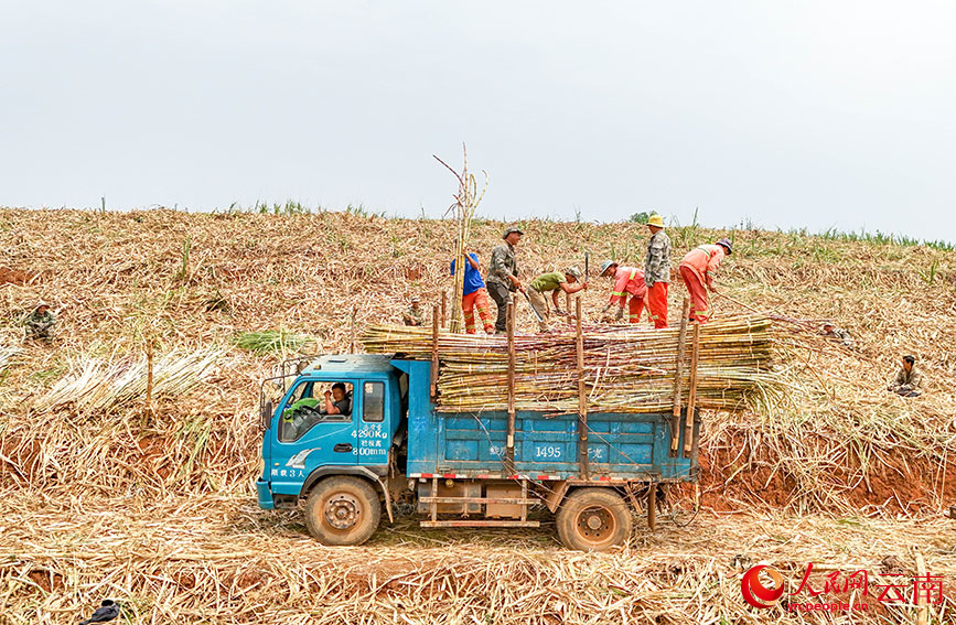 蔗农们正在将甘蔗装到车上。人民网记者 虎遵会摄