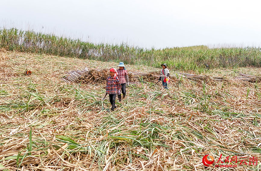 蔗农正在砍收甘蔗。人民网记者 虎遵会摄