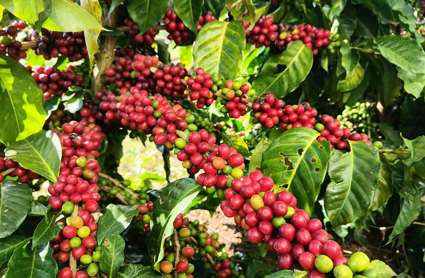 挂满枝头的咖啡果。孟连县融媒体中心供图