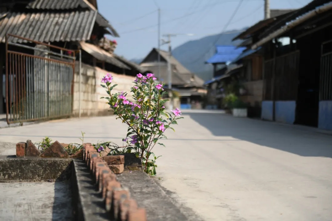 村内道路干净整洁。