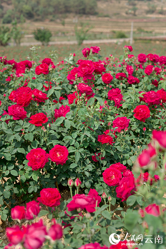 安宁市八街街道的玫瑰花盛开。高巾格摄
