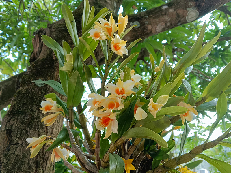 国家二级保护野生植物翅萼石斛。张兴科摄