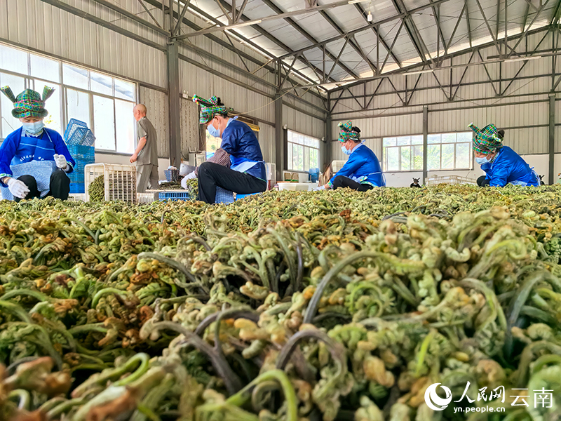 工人在分拣处理蕨菜。人民网记者 徐前摄