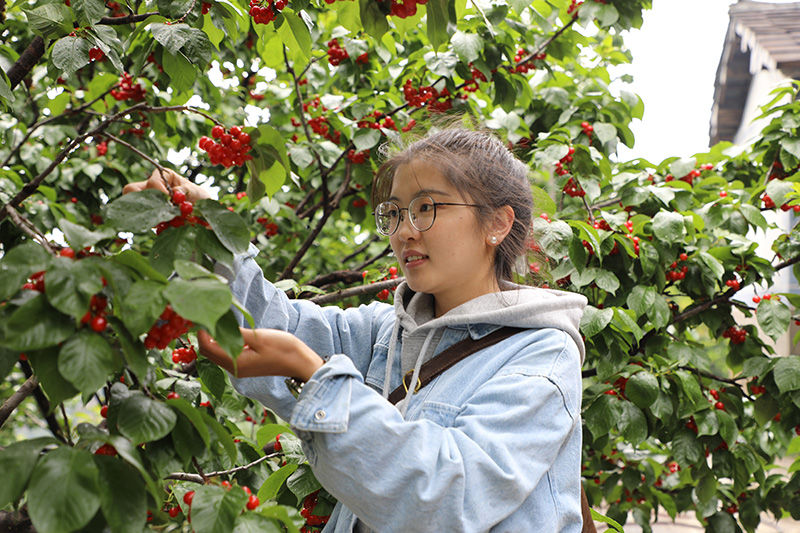 游客采摘樱桃。景东县融媒体中心供图