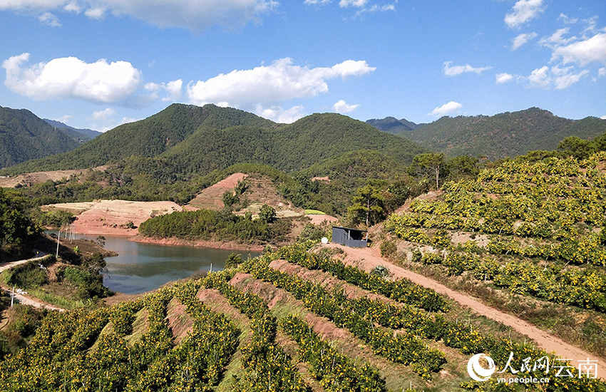 当地的沃柑种植基地。人民网记者 程浩摄