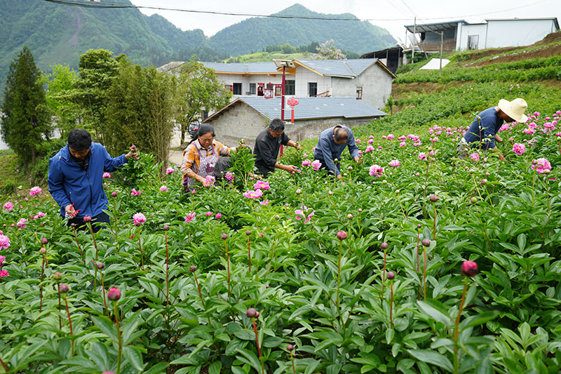 村民们正在采摘芍药花