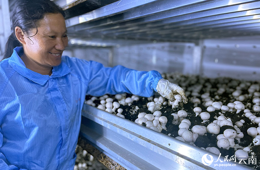 务工人员忙着采摘双孢菇。人民网记者 程浩摄