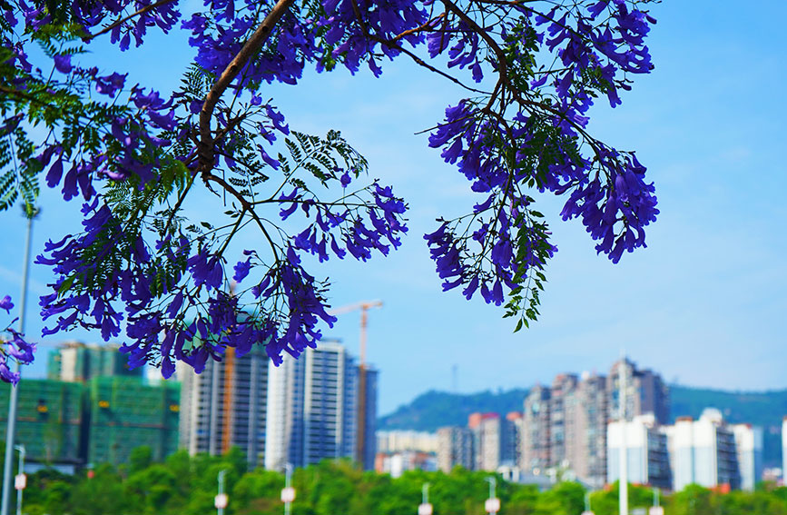 绥江县龙湖路蓝花楹盛开。罗洪摄