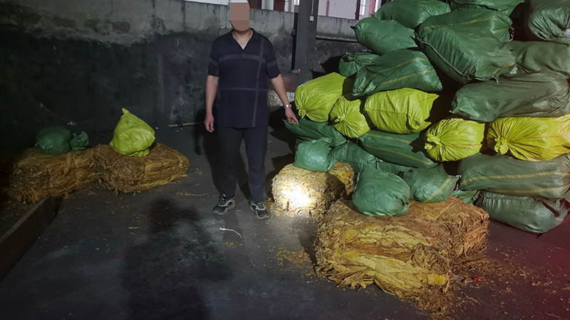 在“金帝”和“里德”的帮助下，河口县烟草专卖联合相关部门查获的烟叶。董高勇摄