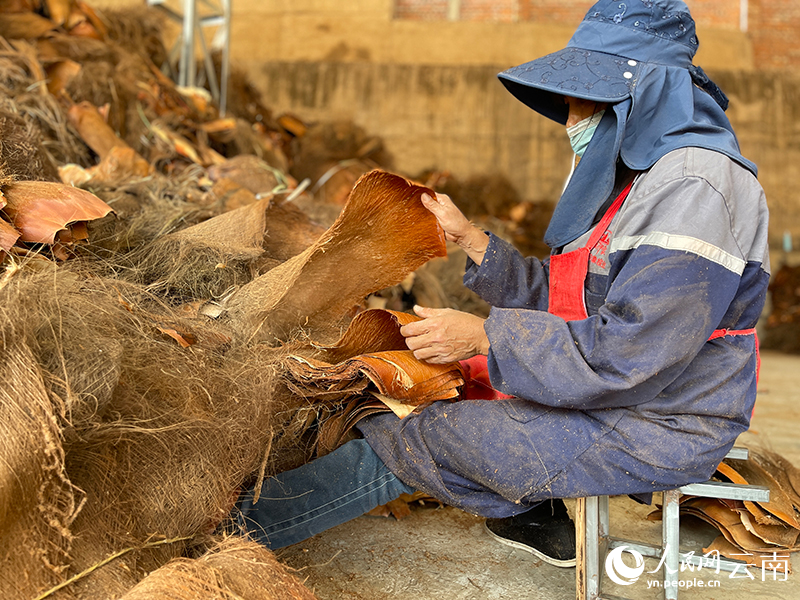 在云南苦聪印象棕业有限公司，一名工人正在分拣公司收购上来的棕榈原材料。人民网记者-程浩摄