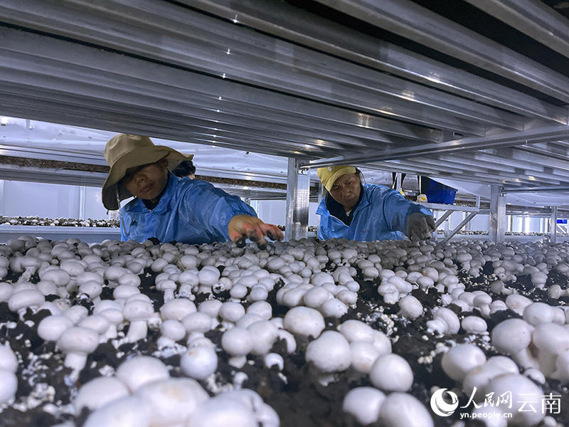 位于镇沅县古城镇河西村的双孢菇种植基地，务工人员忙着采摘双孢菇。人民网记者-程浩摄