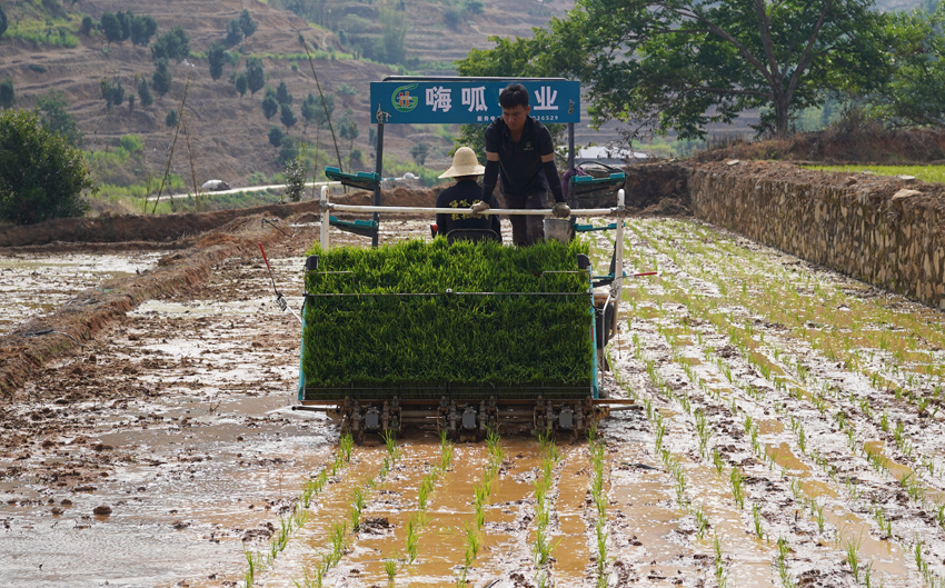 1稻田里，插秧机正在插秧。云县融媒体中心供图