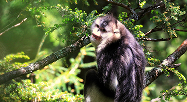  Yunnan snub nosed monkeys line up to drink water and get together in trees