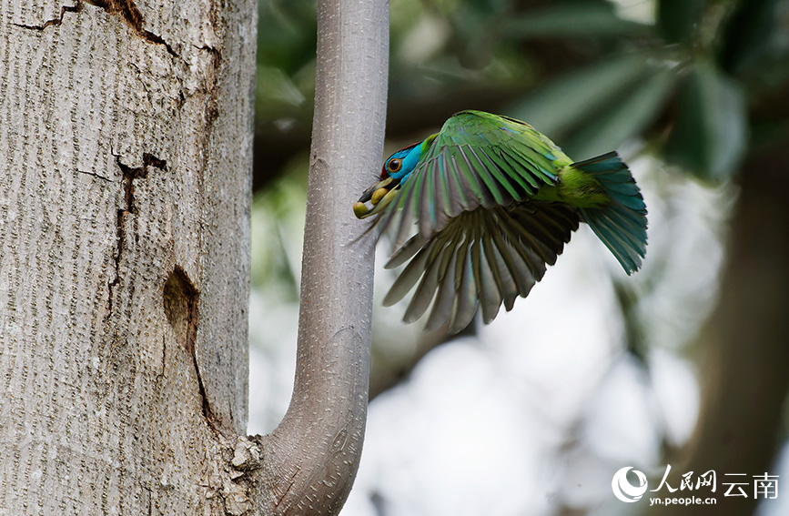蓝喉拟啄木鸟觅食归来。和兆南摄