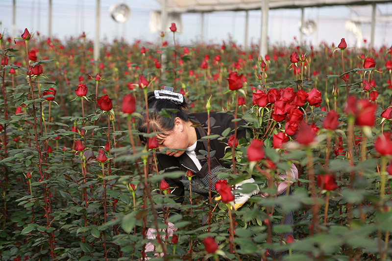 务工人员采摘玫瑰花。蔡兴超摄