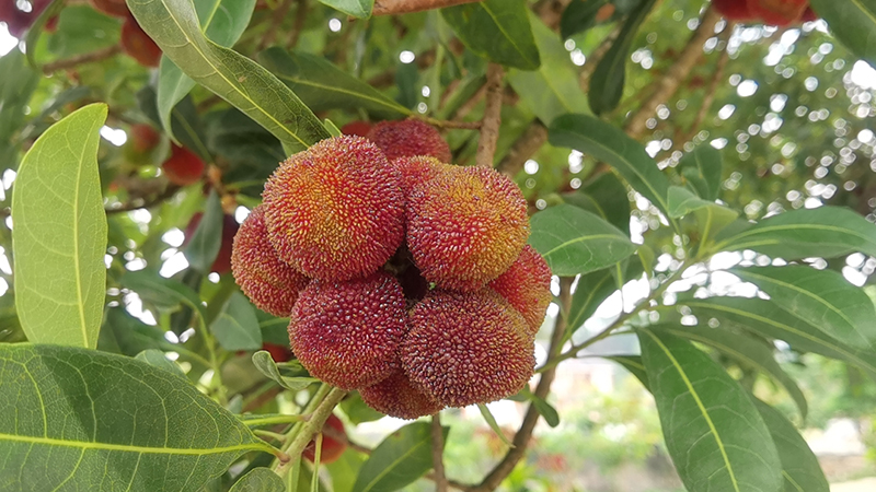 杨梅挂满枝头。鲍茜茜摄
