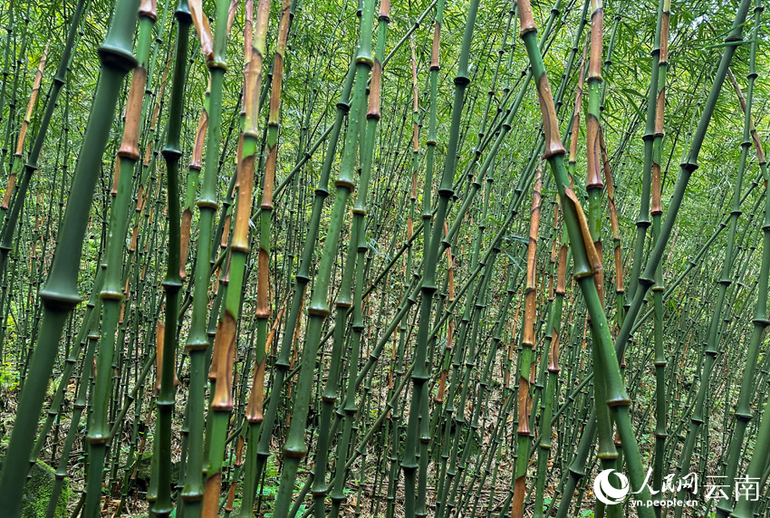 大关县木杆镇的一处筇竹林。人民网记者符皓摄