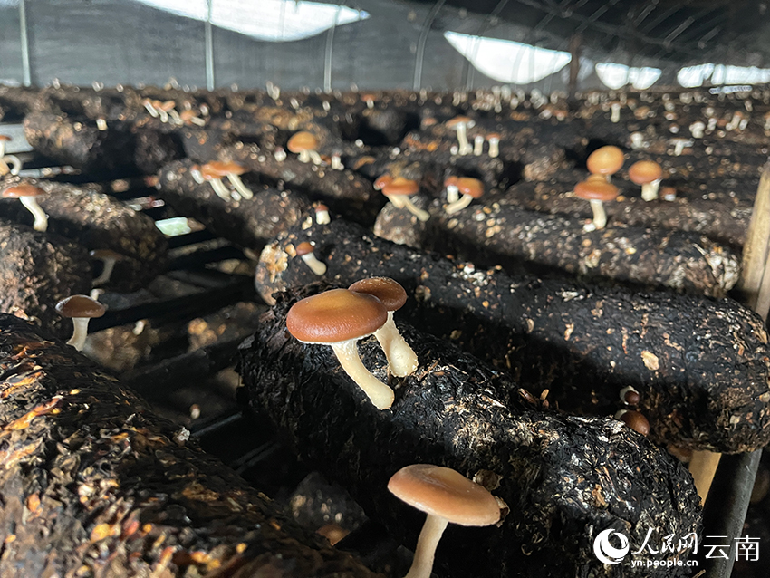 菌棚的香菇长满菌棒。人民网记者 程浩摄