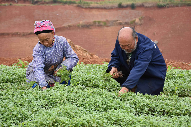 马光林与妻子在移栽万寿菊-佘菊摄-2024年5月13日