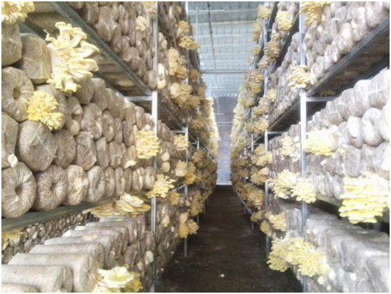 廣南縣舊莫鄉種植戶“庭院+雞油菌”菇房。.png