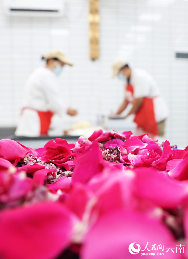 工人正在加工食用玫瑰。人民网记者-徐前摄
