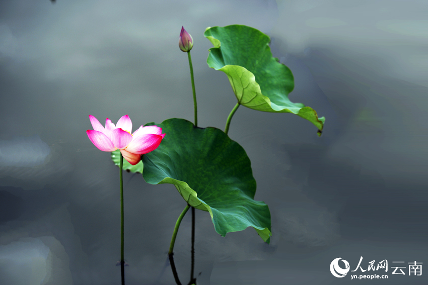 普者黑国家湿地公园荷花竞相绽放。吴秋红摄