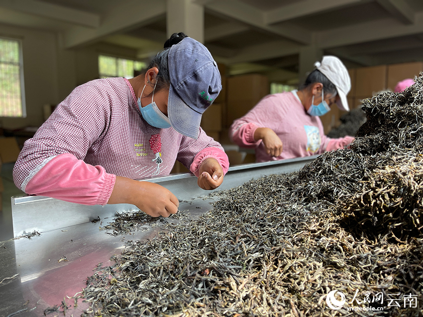 普洱天泽茶业有限责任公司的茶叶生产车间，务工人员正在挑拣茶叶杂质。人民网记者-程浩摄.JPG