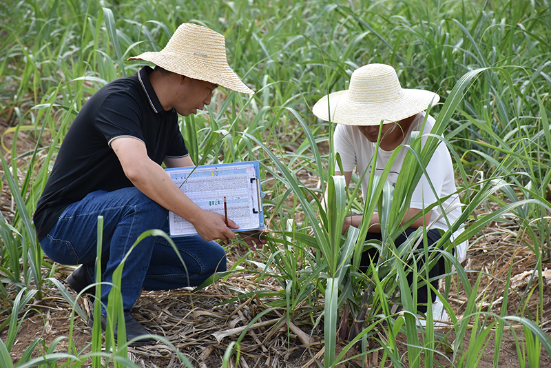 技術人員正在查看甘蔗長勢-佘菊攝-2024年5月25日