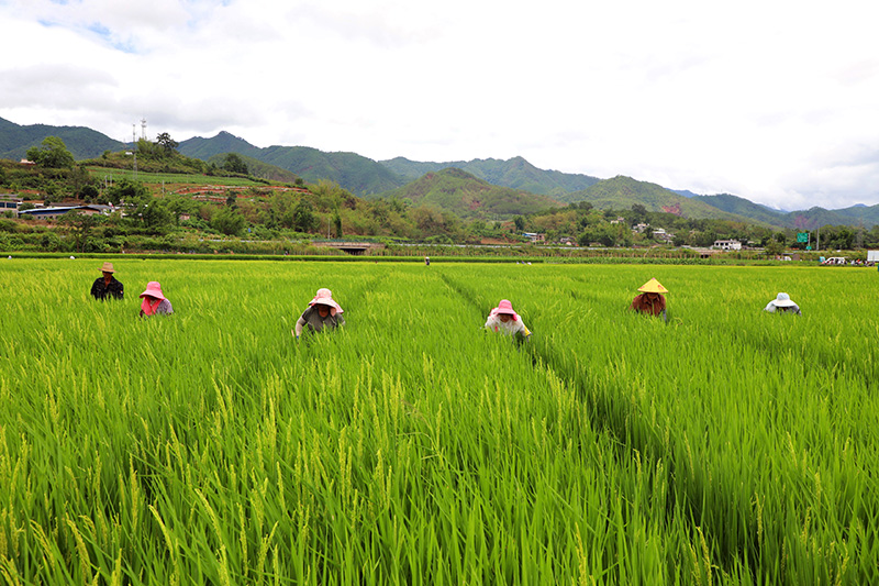 “赶花”现场。景东县融媒体中心供图-(2)