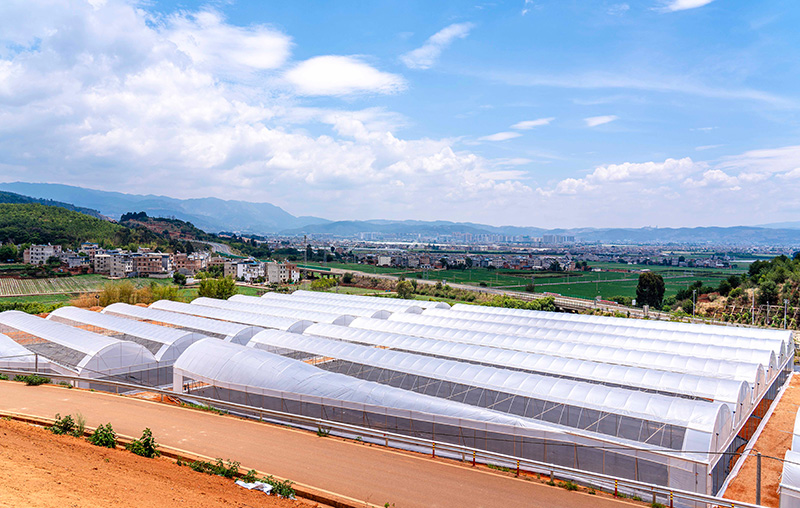 样榜山基地项目已完成水肥一体化无土基质蓝莓大棚建设。陈超摄