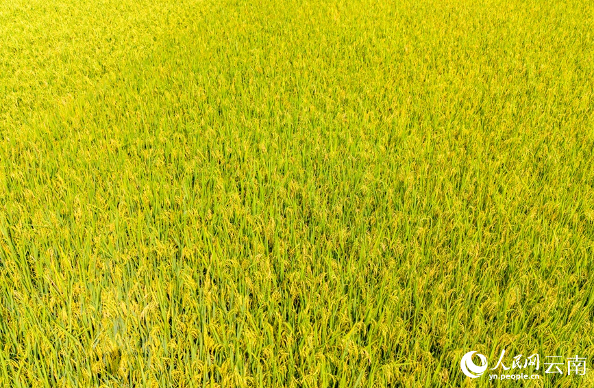 云南孟连种植的早稻已陆续成熟。人民网记者 虎遵会摄