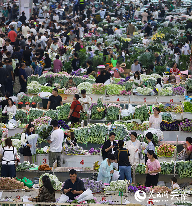 昆明斗南花卉市場內人潮涌動，前來選購鮮花的市民和游客絡繹不絕。人民網記者 李發興攝