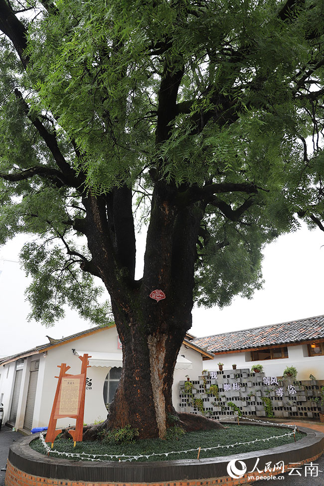 紅瓦房村內百年古樹。人民網記者 李發興攝