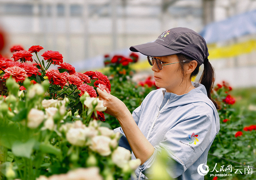 品牌云南丨为鲜花装上“中国芯”(图1)