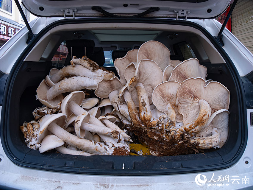 一窩巨型野生“菌王”把車輛后備箱塞得滿滿當當。何成江攝