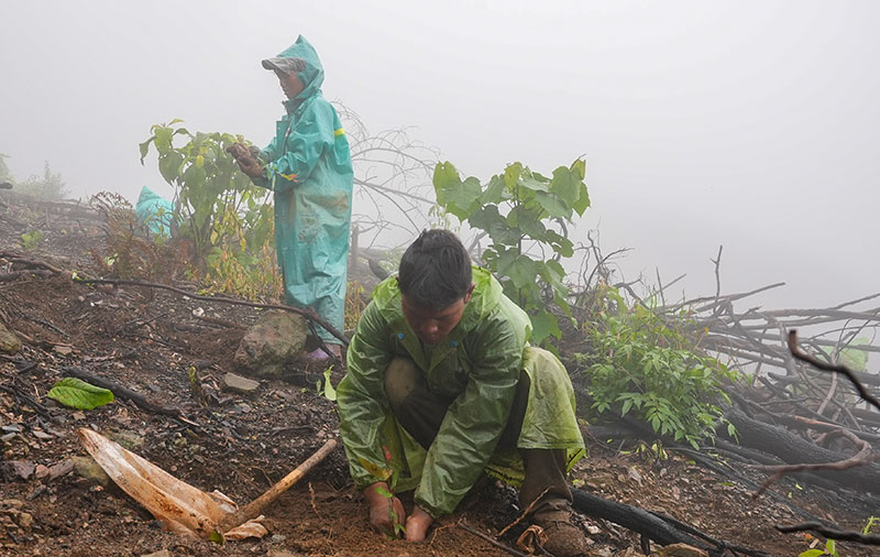 村民正在种植树苗。奚川江摄