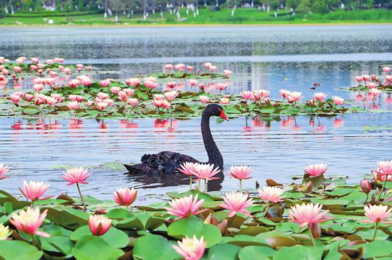 夏日青华海 睡莲始盛开