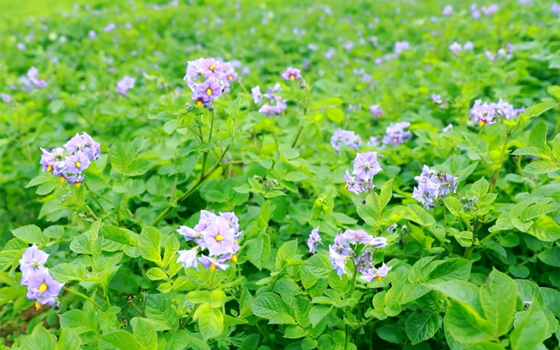 云南鲁甸万亩马铃薯花开正艳。