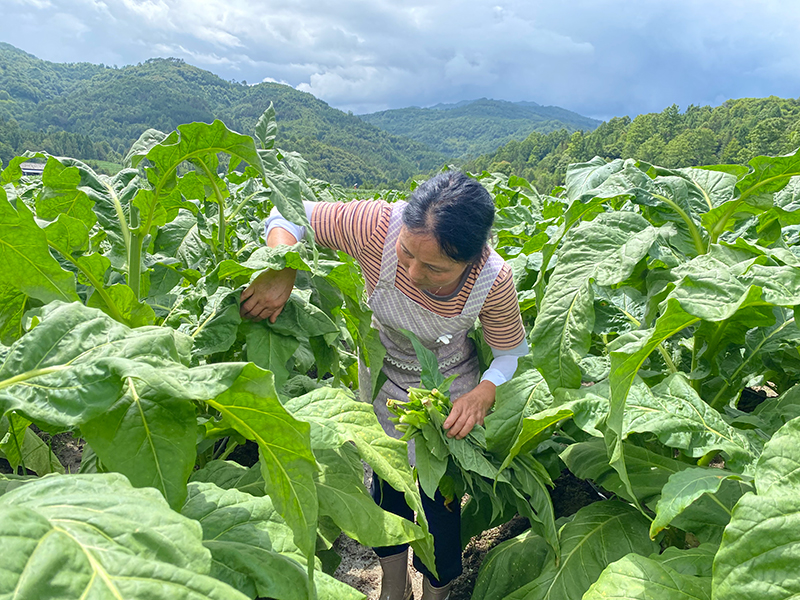 刘明芳在田里忙活。施文摄