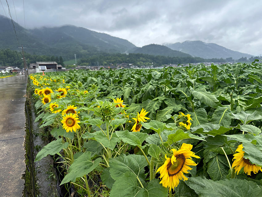 村道两边的向日葵生防带。希奕璇摄