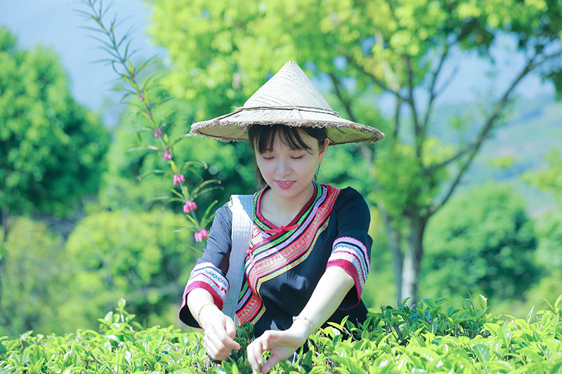 茶农正在采摘茶叶。钱雯琳摄