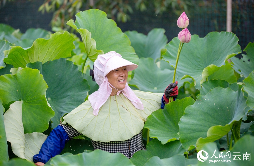 云南澄江：荷花盛开忙采摘 特色产业助增收