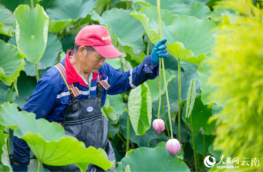 村民正在采摘荷花。人民网记者 虎遵会摄