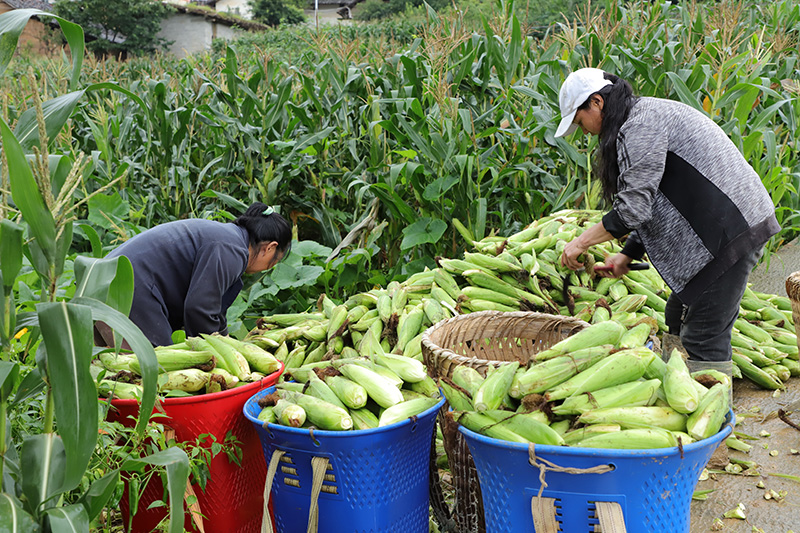 地边村民们在给糯苞谷剥壳、装筐、搬运-(7月4日何桂花拍摄)
