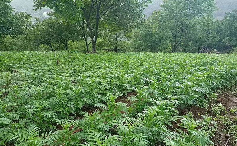 万寿菊种植基地。