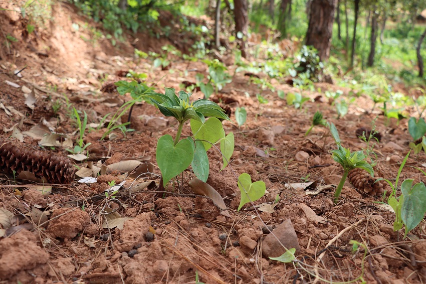 林下种植重楼。马素萍摄.JPG