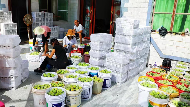 种植户正在打包桃李给收购商