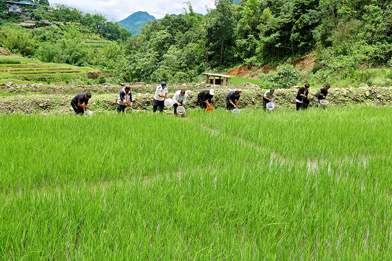 村民正在放鱼。高丹摄